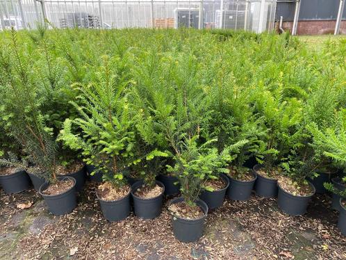 Taxus Baccata, Tuin en Terras, Planten | Struiken en Hagen, Struik, Taxus, Ophalen of Verzenden