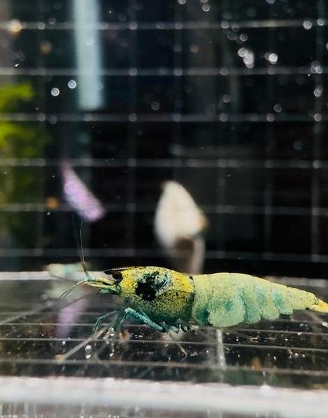 Bleu Bolts, Dieren en Toebehoren, Vissen | Aquariumvissen