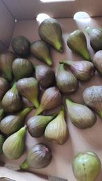 verse vijgen uit eigen tuin. 6 €/kg, 3 € 500gr, Ophalen