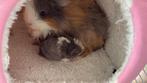 Cavia CH  teddy beer, Dieren en Toebehoren, Knaagdieren, Meerdere dieren, Cavia
