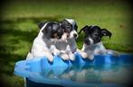 Chiots Jack Russell, Plusieurs, Parvovirose, Jack Russel Terrier, Belgique