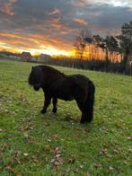 2 miniatuurpaardjes ruin, Animaux & Accessoires, Poneys, Hongre, Poney de récréation, Poney A (jusqu'à 1.17 m), Vermifugé