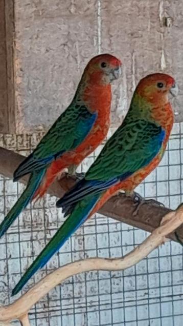 Stanley rosella split opaline beschikbaar voor biedingen