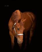Quarter, Dieren en Toebehoren, Paarden, Merrie, M