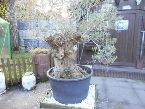 Te koop 4 bomen 2 olijf appel Japanse esdoren zeer mooi, Tuin en Terras, Planten | Bomen, Olijfboom, 250 tot 400 cm, Volle zon