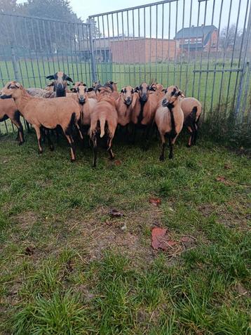 Een lot Kameroen en Barbados black belly schapen  beschikbaar voor biedingen