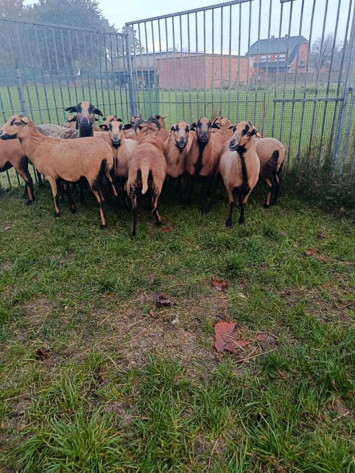 Een lot Kameroen en Barbados black belly schapen, Dieren en Toebehoren, Schapen, Geiten en Varkens