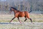 3 jarige hengst van konquistador, Dieren en Toebehoren, Springpony, 3 tot 6 jaar, D pony (1.37m tot 1.48m), Zadelmak
