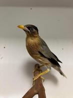 1-2 pagoden spreeuwen ( in nl ), Meerdere dieren, Tropenvogel, Geringd