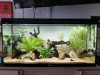Aquarium Te koop, wegens verhuis. Met vissen en ingedraait., Dieren en Toebehoren, Ophalen, Zo goed als nieuw