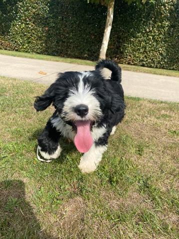 Tibetaanse terriër pups beschikbaar voor biedingen