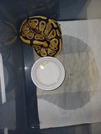 koningspythons, Dieren en Toebehoren, Reptielen en Amfibieën