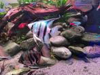 MAANVIS / SCALARE GRATIS, Dieren en Toebehoren, Vissen | Aquariumvissen, Vis, Zoetwatervis, Schoolvis