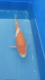 Koi, Dieren en Toebehoren