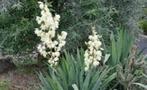 Yucca, Ophalen, Zomer, Vaste plant, Overige soorten