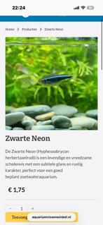 zwarte neon tetra