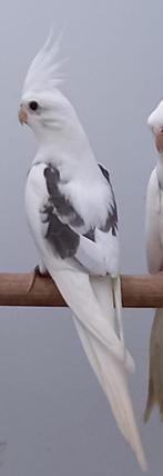 Valkparkieten 2025, Dieren en Toebehoren, Vogels | Parkieten en Papegaaien, Meerdere dieren, Parkiet, Geringd