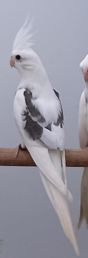 Valkparkieten 2025, Dieren en Toebehoren, Vogels | Parkieten en Papegaaien, Parkiet, Meerdere dieren, Geringd