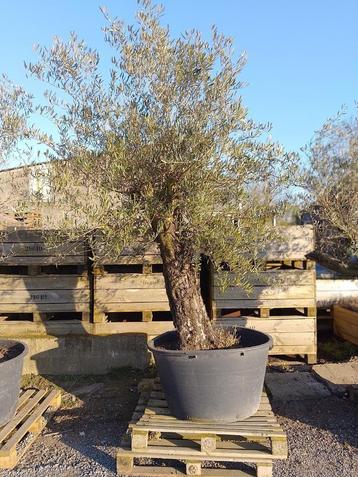Olijfbomen grove stam beschikbaar voor biedingen