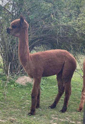 Zeer lief en nieuwsgierig alpaca merrieveulen beschikbaar voor biedingen
