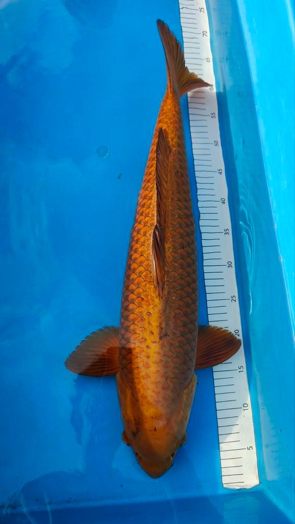 Chago Tani 60cm Japanse koi, Dieren en Toebehoren, Vissen | Vijvervissen, Karper of Koi