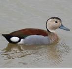 Roodschoudertaling:siereend, Meerdere dieren, Eend