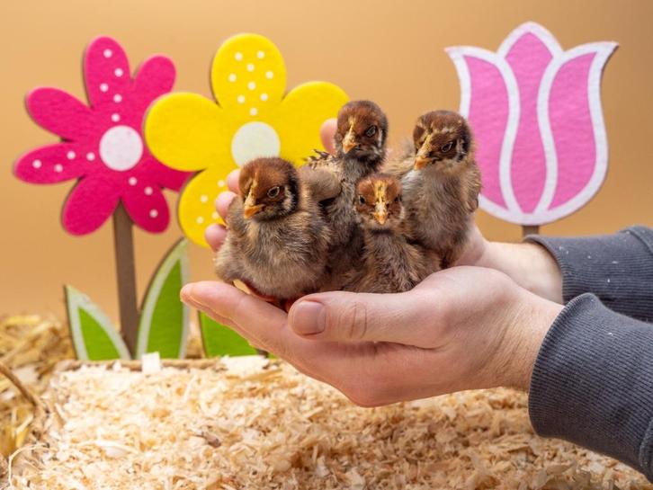 Barnevelder kuikens bruin gezoomd hennen, gesekst en ingeënt, Dieren en Toebehoren, Pluimvee, Kip, Vrouwelijk