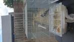 Grasparkiet met kooi, Dieren en Toebehoren, Ophalen, Zo goed als nieuw
