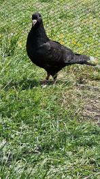 Grote duiven te koop, Dieren en Toebehoren