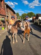Gezocht: ervaren bijrijder voor 2 koppige pony's, Dieren en Toebehoren