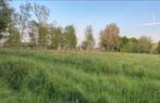 Gras voor vee ( Aalbeke )