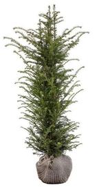 Taxus baccata 140/150 aan stuntprijzen!, Ophalen, Taxus