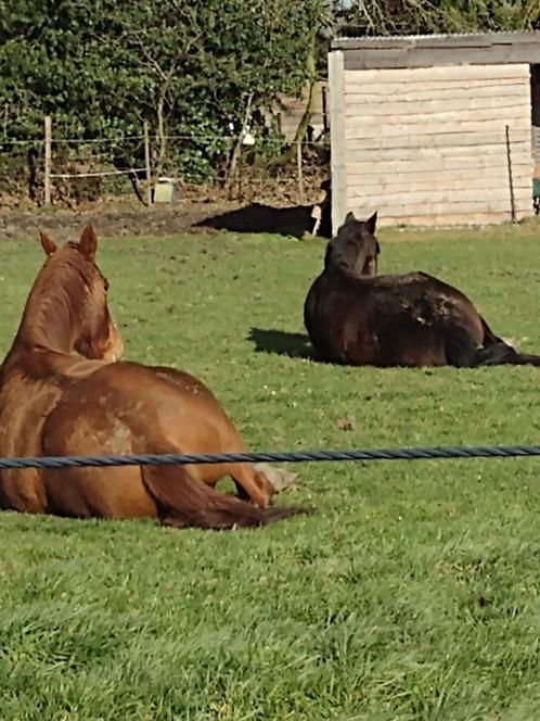 weide maatje gezocht, Animaux & Accessoires, Chevaux, Hongre