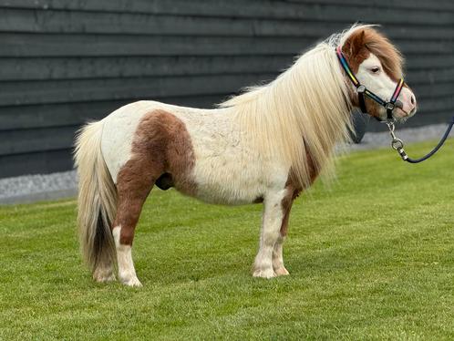Super schattige bonte Shetlander ruin, Dieren en Toebehoren, Pony's, Ruin, Niet van toepassing, A pony (tot 1.17m), Recreatiepony