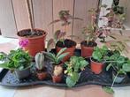 Allerlei kamerplanten - apart of samen, Ophalen, Cactus