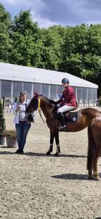 D pony, Dieren en Toebehoren, Pony's