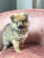 Belgische dwergkeesjes te koop, Dieren en Toebehoren, België, Keeshond, CDV (hondenziekte), 8 tot 15 weken