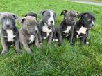 Superbes chiots American Bully XL, Animaux & Accessoires, Chiens | Jack Russell & Terriers, Autres races, Plusieurs, Parvovirose