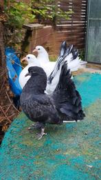 jeunes pigeons Queue de paon de race pure, Enlèvement ou Envoi