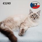 Ragdoll kittens – zacht van aard, groots van charme, Meerdere dieren, Gechipt, 0 tot 2 jaar