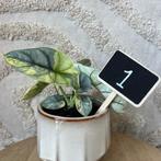 Alocasia silver dragon variegata, Huis en Inrichting, Kamerplanten, Ophalen of Verzenden