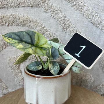 Alocasia silver dragon variegata  beschikbaar voor biedingen