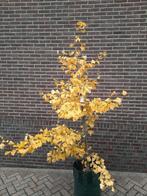 2 meter Ginkgo biloba bomen: oudste loofboom op aarde!, Tuin en Terras, Planten | Bomen, Bloeit niet, Overige soorten, 100 tot 250 cm