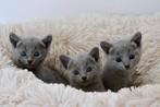 Prachtige blauwe rus kittens, Meerdere dieren, Gechipt, 0 tot 2 jaar