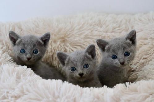 Prachtige blauwe rus kittens, Dieren en Toebehoren, Katten en Kittens | Raskatten | Korthaar, Meerdere dieren, 0 tot 2 jaar, Gechipt