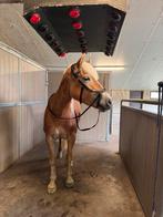 Rambo micklem multi bridle te koop, Dieren en Toebehoren, Ophalen, Zo goed als nieuw, Recreatie