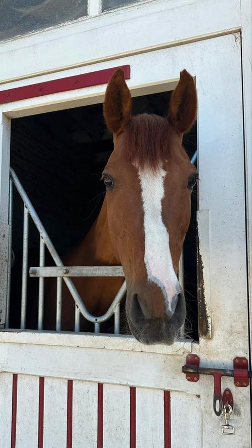 Volledig papieren ruin | Selle Luxembourgeois, Dieren en Toebehoren, Paarden, Ruin, L
