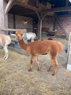 Alpaca merrie wandeltam, Dieren en Toebehoren, Augustus, Vrouwelijk