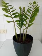 Zamioculca, zamiilfolia of afrikaanse kamerplant., Maison & Meubles, Plantes d'intérieur, En pot, Plante verte, Plein soleil, Enlèvement