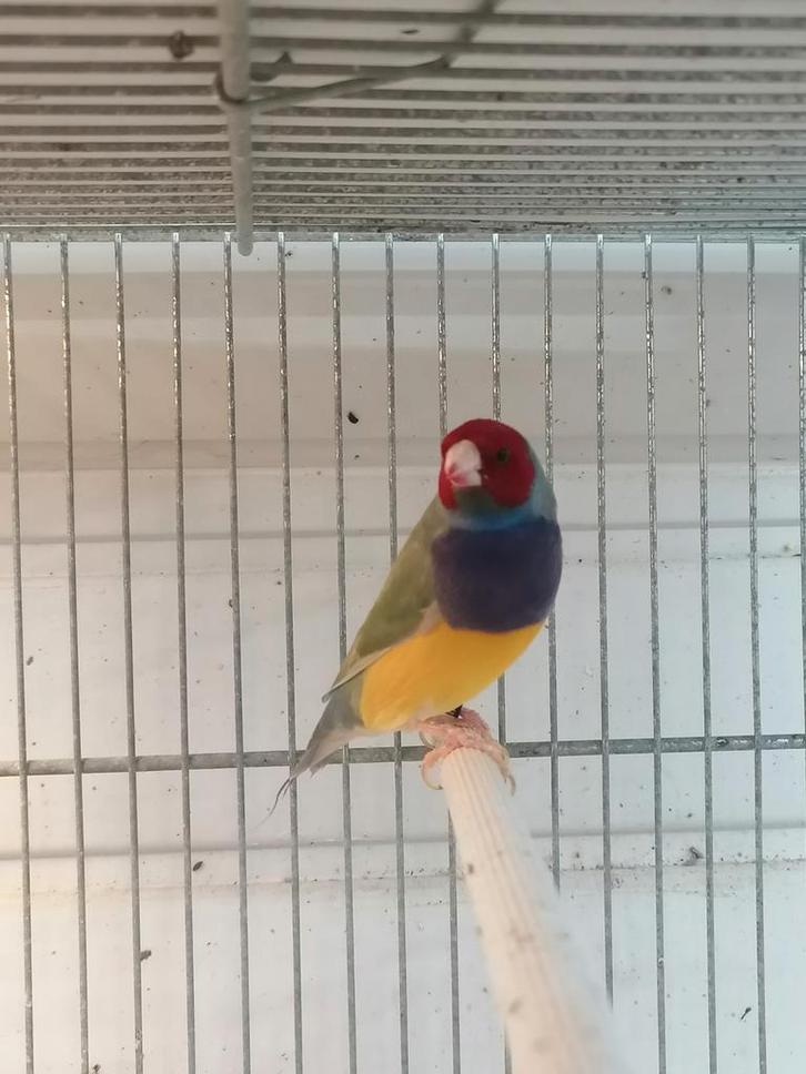 Diamant de Goulds doe een bod, Dieren en Toebehoren, Vogels | Overige Vogels, Mannelijk
